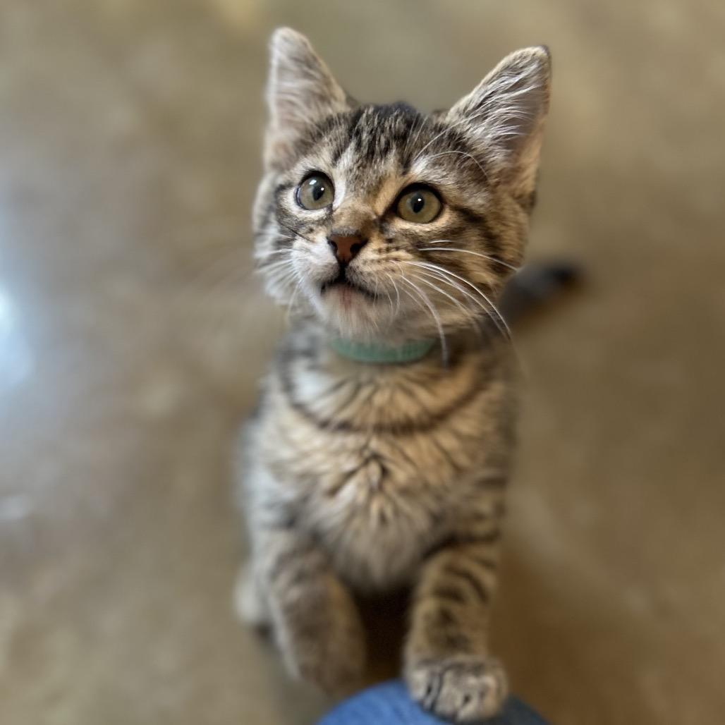 Enlarge Jade, a Adoptable Domestic Short Hair in Green Bay, WI image 5/6