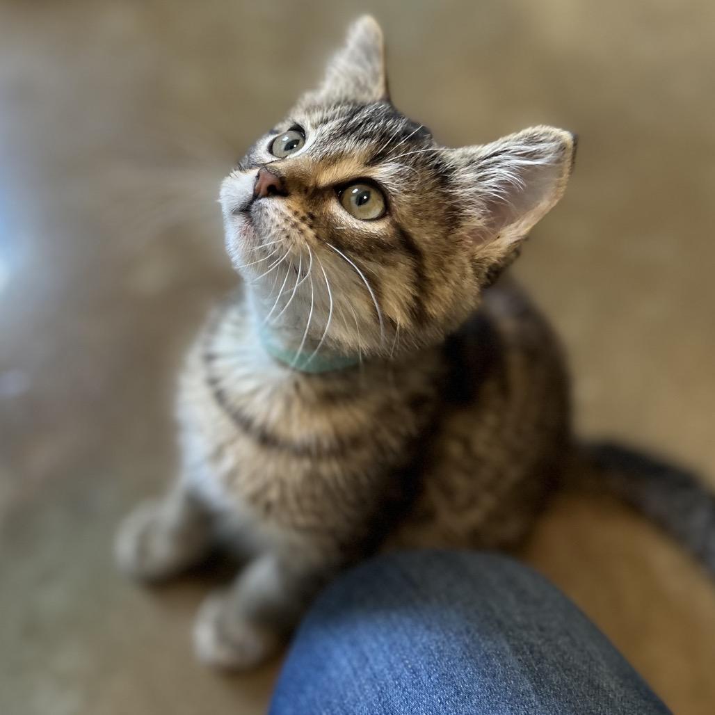 Enlarge Jade, a Adoptable Domestic Short Hair in Green Bay, WI image 6/6