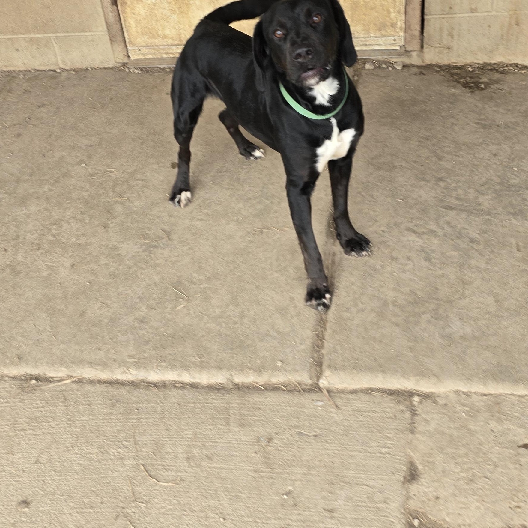 Enlarge Hank, a ADOPTABLE mixed breed in Petersburg, IN image 1/1