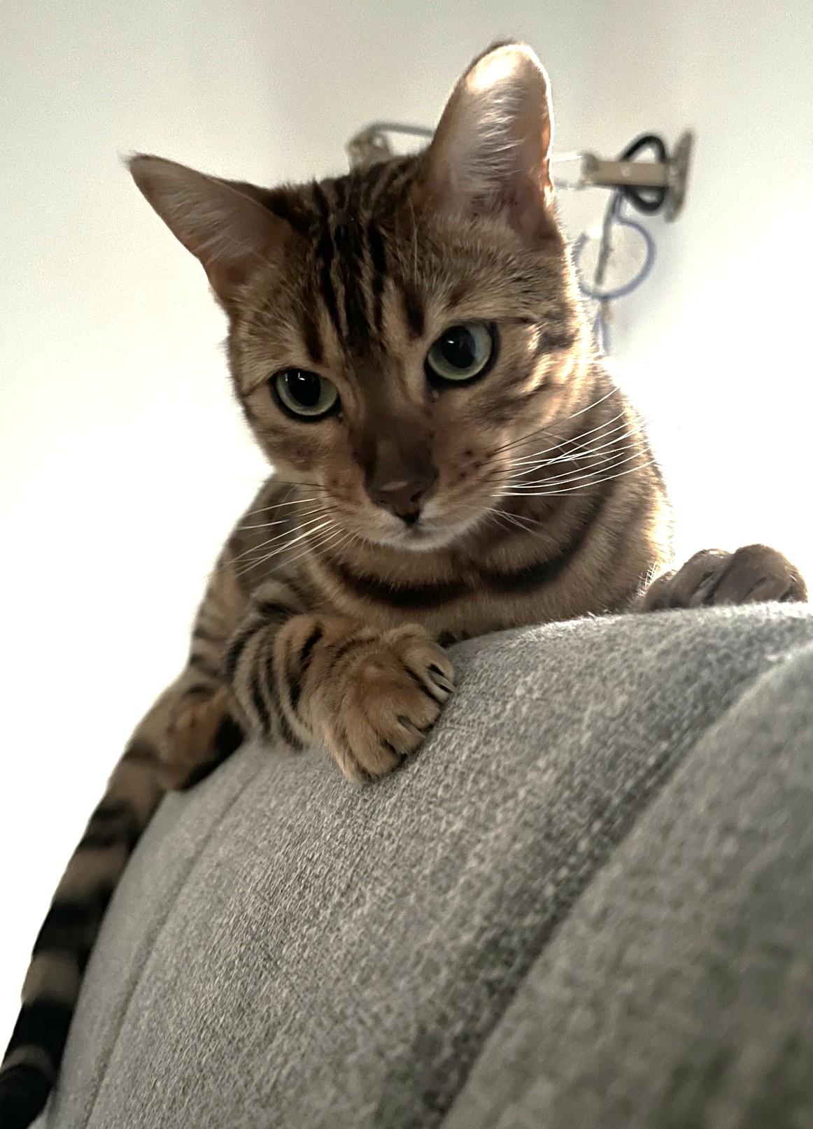 Saber - COURTESY POSTING, a ADOPTABLE Bengal in Stoney Creek, ON image 3/4