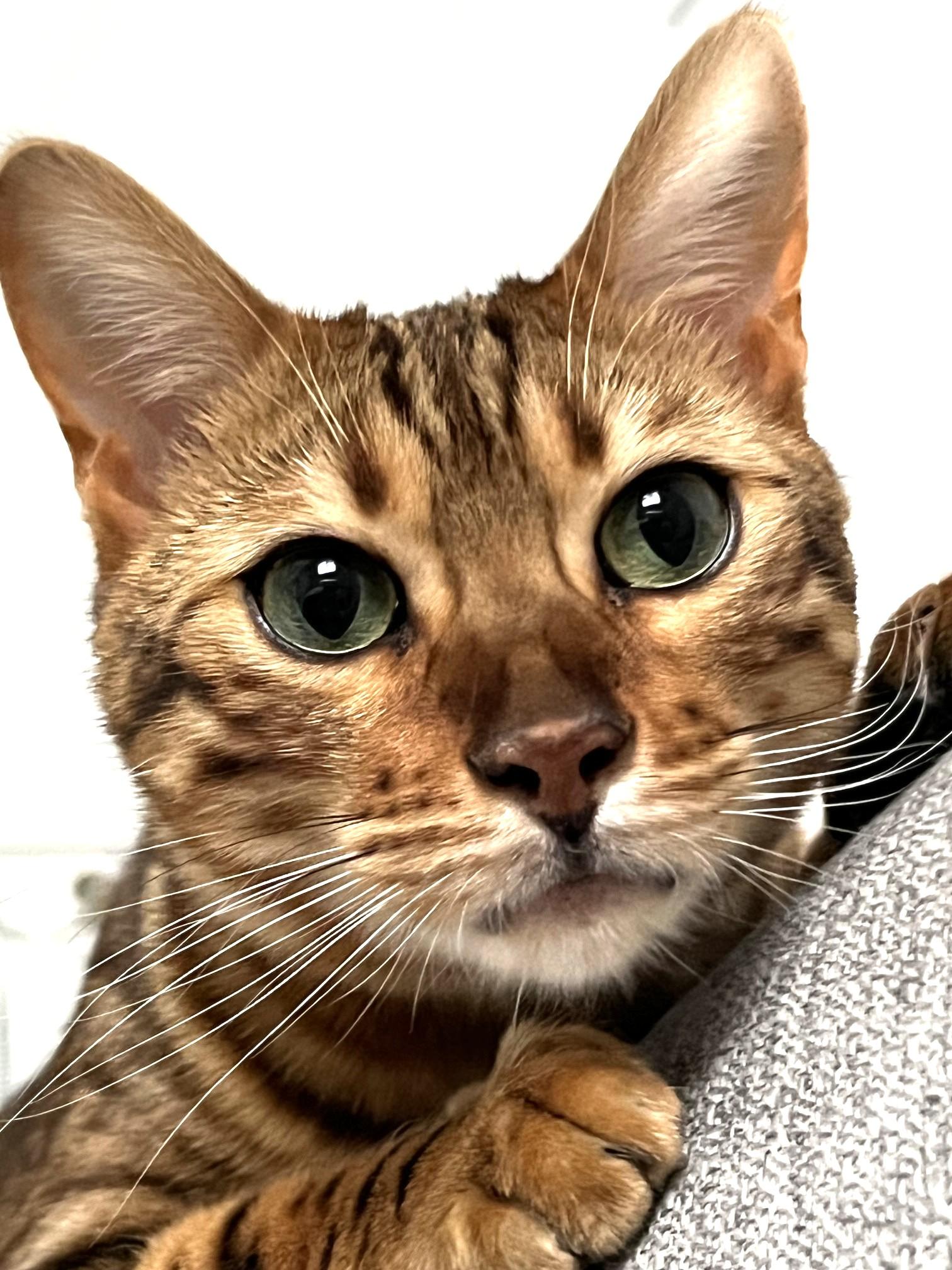 Saber - COURTESY POSTING, a ADOPTABLE Bengal in Stoney Creek, ON image 1/4
