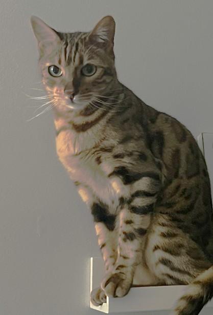 Saber - COURTESY POSTING, a ADOPTABLE Bengal in Stoney Creek, ON image 2/4