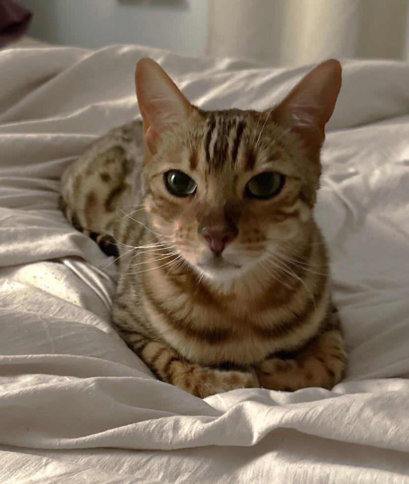 Saber - COURTESY POSTING, a ADOPTABLE Bengal in Stoney Creek, ON image 4/4