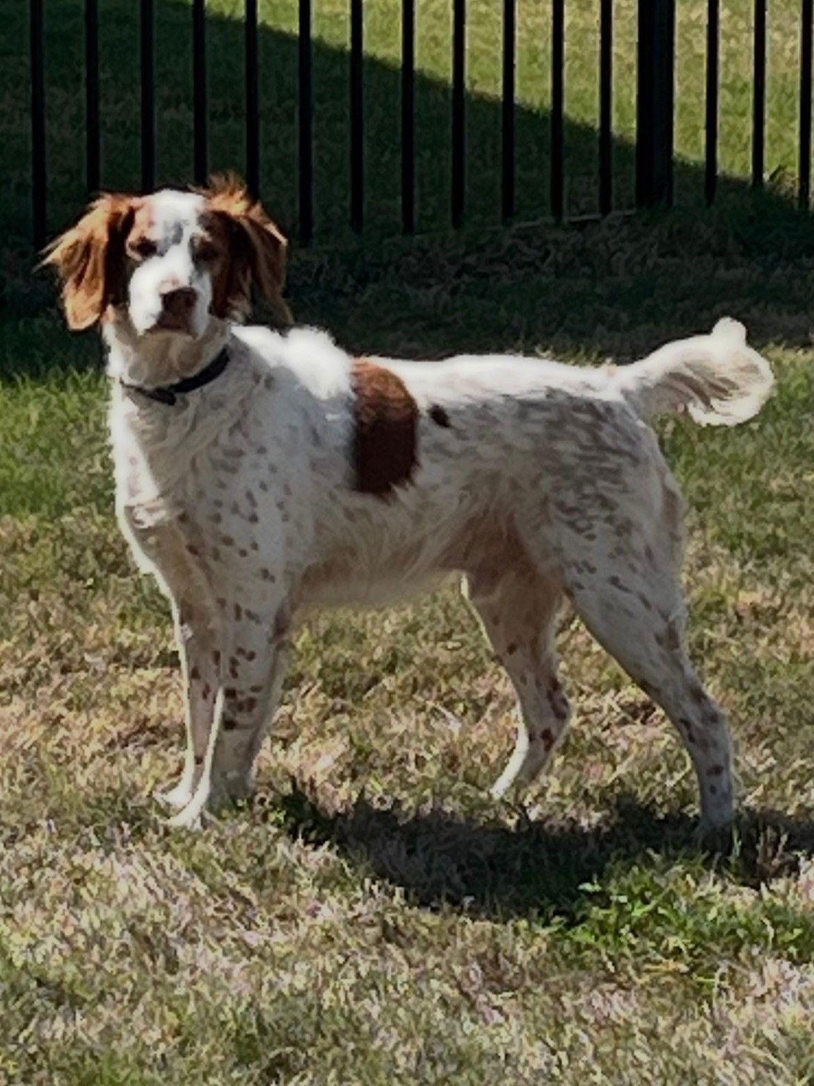 Enlarge TX/Kirby, a Adoptable Brittany Spaniel in Fairfax, OK image 1/3