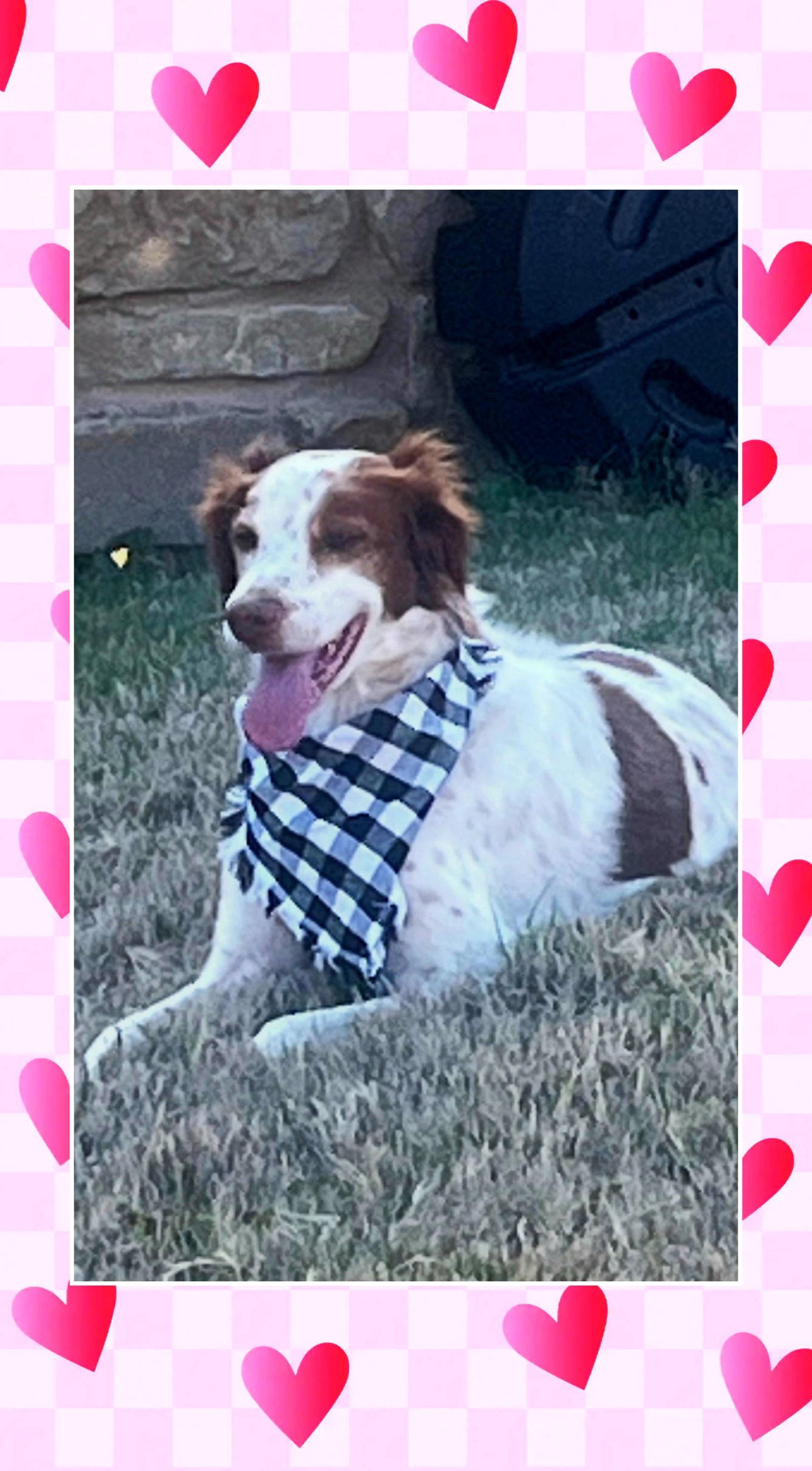 Enlarge TX/Kirby (Adoption Pending), a Adoptable Brittany Spaniel in Fairfax, OK image 2/3