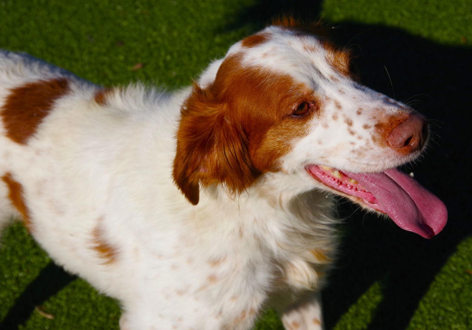 OK/Kirby (TX), Adoptable, Adult Male Brittany Spaniel.