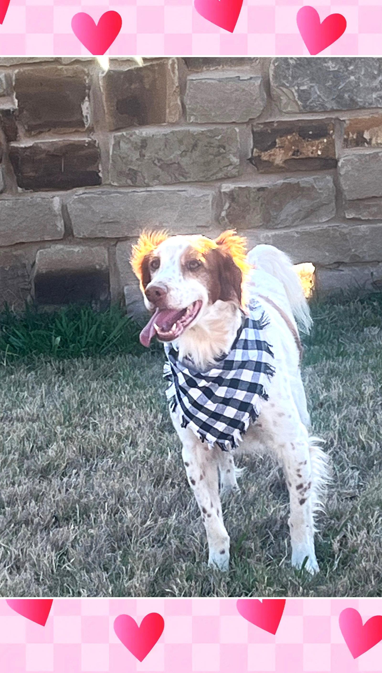 Enlarge TX/Kirby (Adoption Pending), a Adoptable Brittany Spaniel in Fairfax, OK image 3/3
