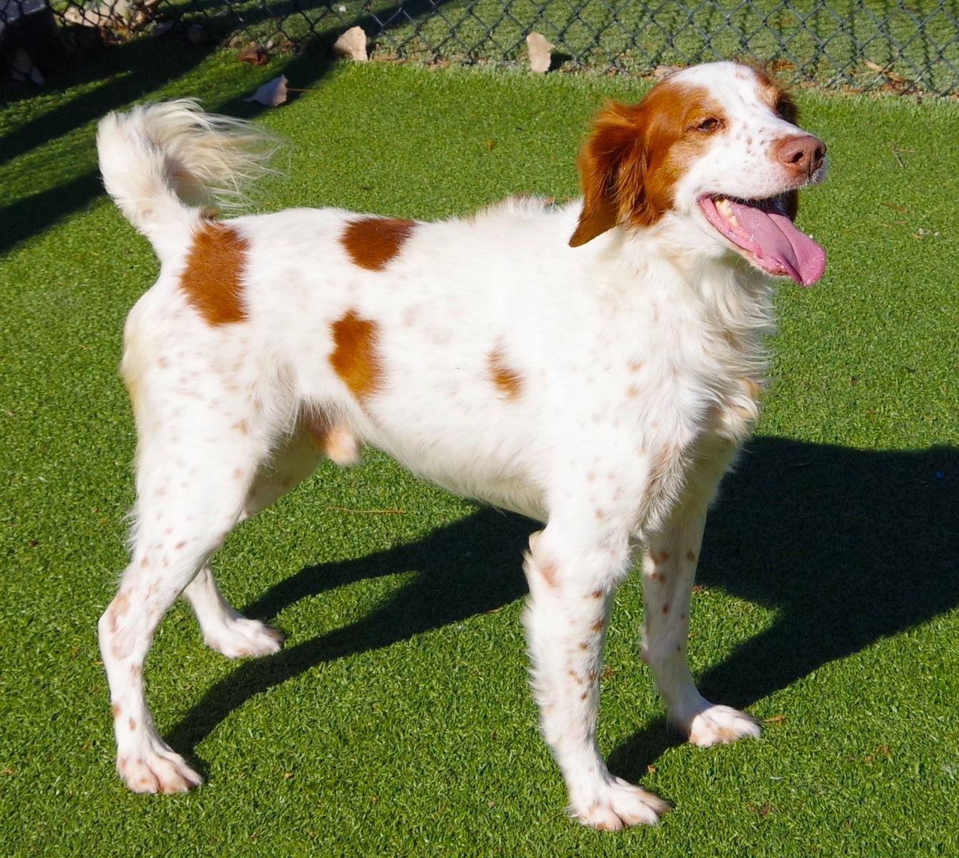 Enlarge TX/Kirby, a Adoptable Brittany Spaniel in Fairfax, OK image 2/3