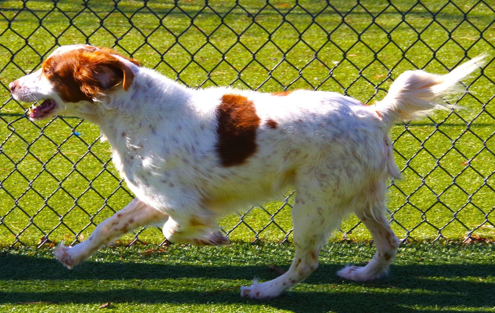 Enlarge TX/Kirby, a Adoptable Brittany Spaniel in Fairfax, OK image 3/3