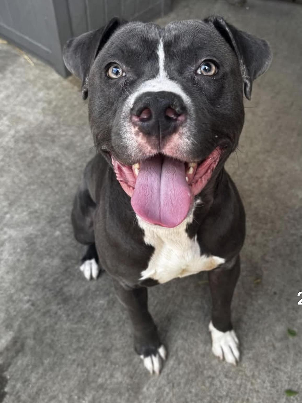 Enlarge Raider, a ADOPTABLE Pit Bull Terrier in Chicago, IL image 3/5