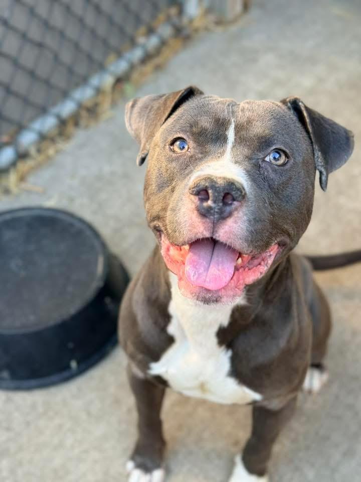 Enlarge Raider, a ADOPTABLE Pit Bull Terrier in Chicago, IL image 1/5