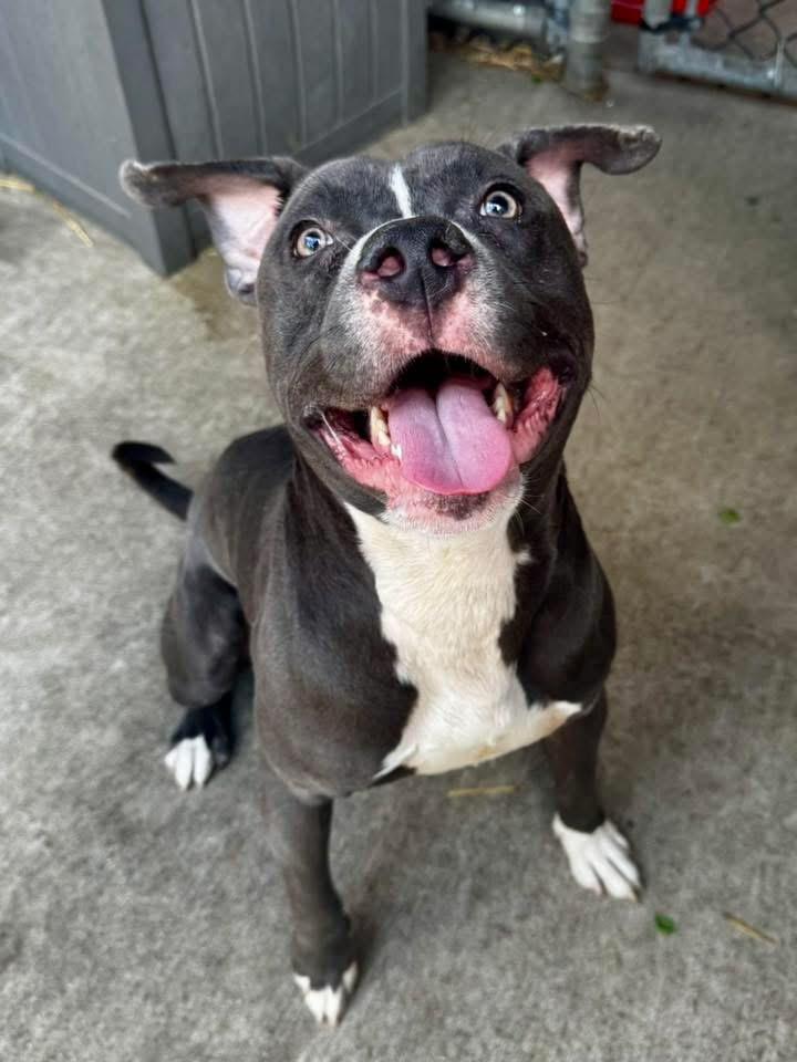 Enlarge Raider, a ADOPTABLE Pit Bull Terrier in Chicago, IL image 2/5