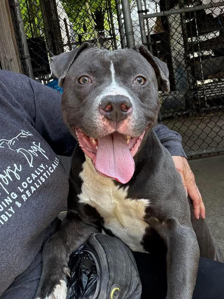 Enlarge Raider, a ADOPTABLE Pit Bull Terrier in Chicago, IL image 4/5