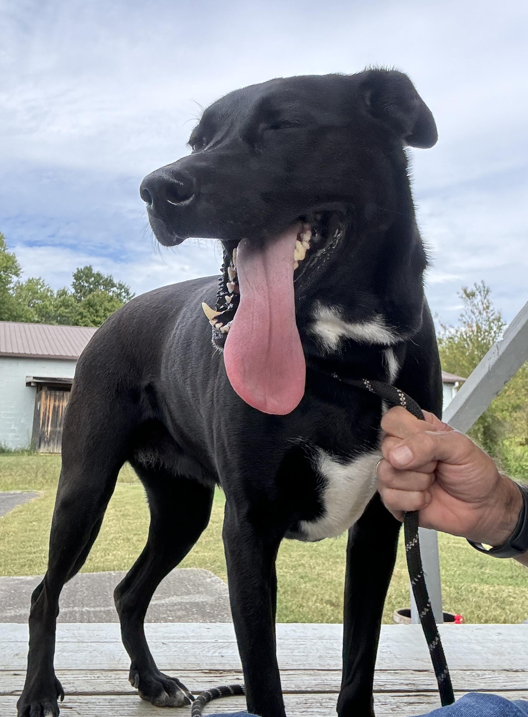 Maze, a Adoptable mixed breed in Rogersville, TN image 1/6