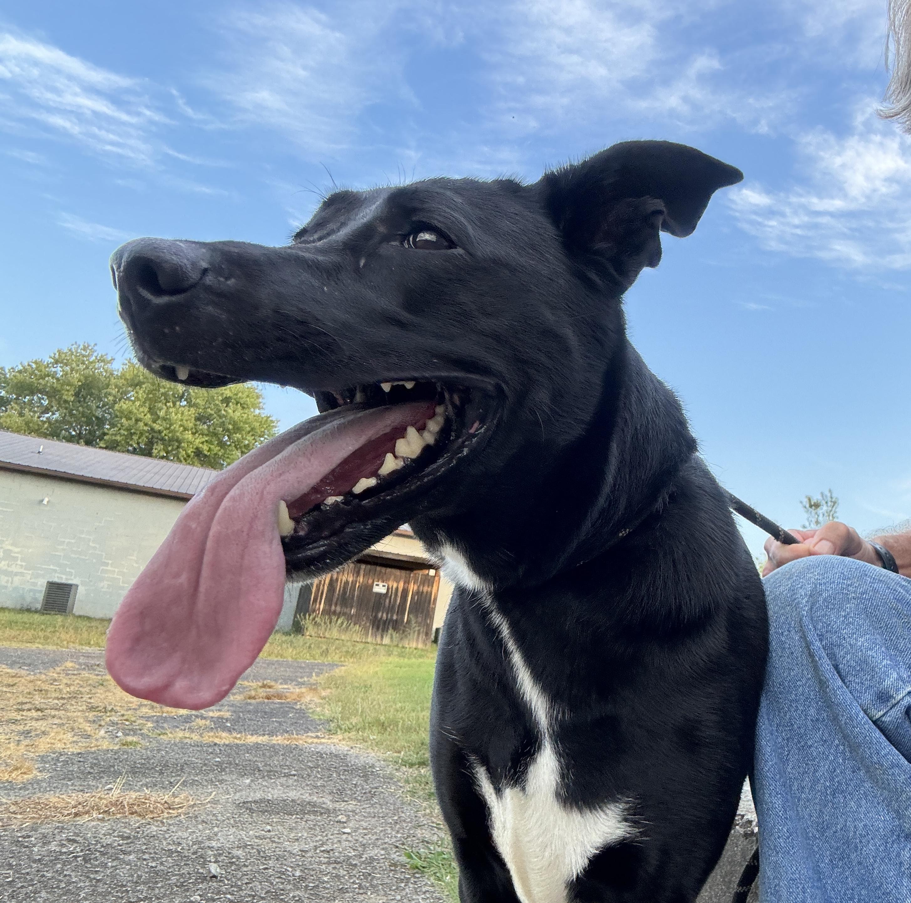 Maze, a Adoptable mixed breed in Rogersville, TN image 3/6