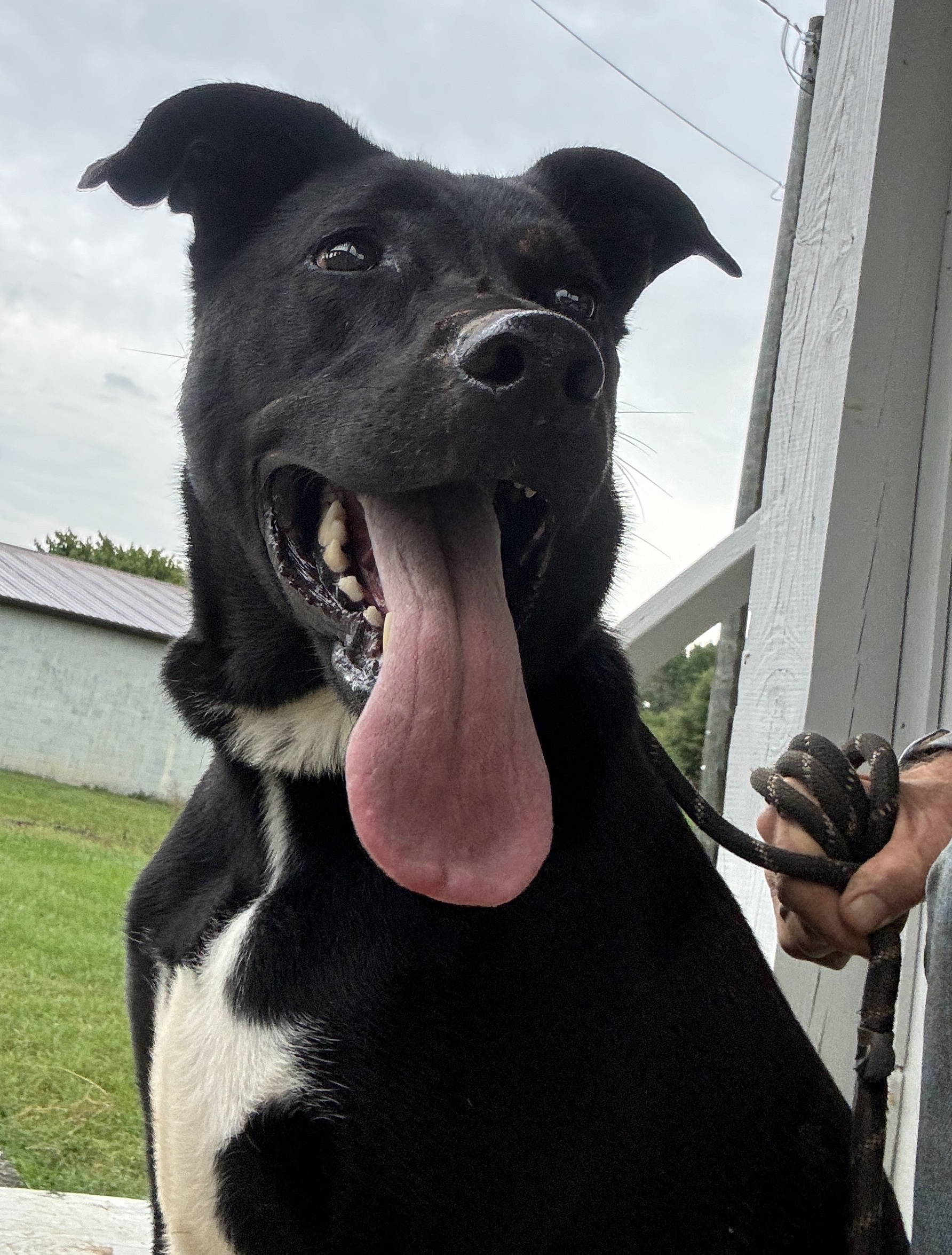 Maze, a Adoptable mixed breed in Rogersville, TN image 2/2