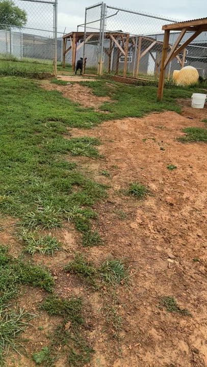 Enlarge Maze, a Adoptable mixed breed in Rogersville, TN video 6/6