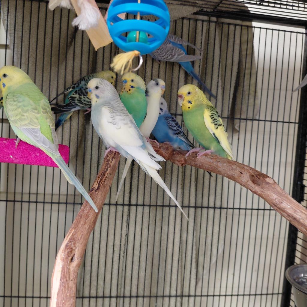Enlarge 18, a Adoptable Parakeet (Other) in Cincinnati, OH image 1/1
