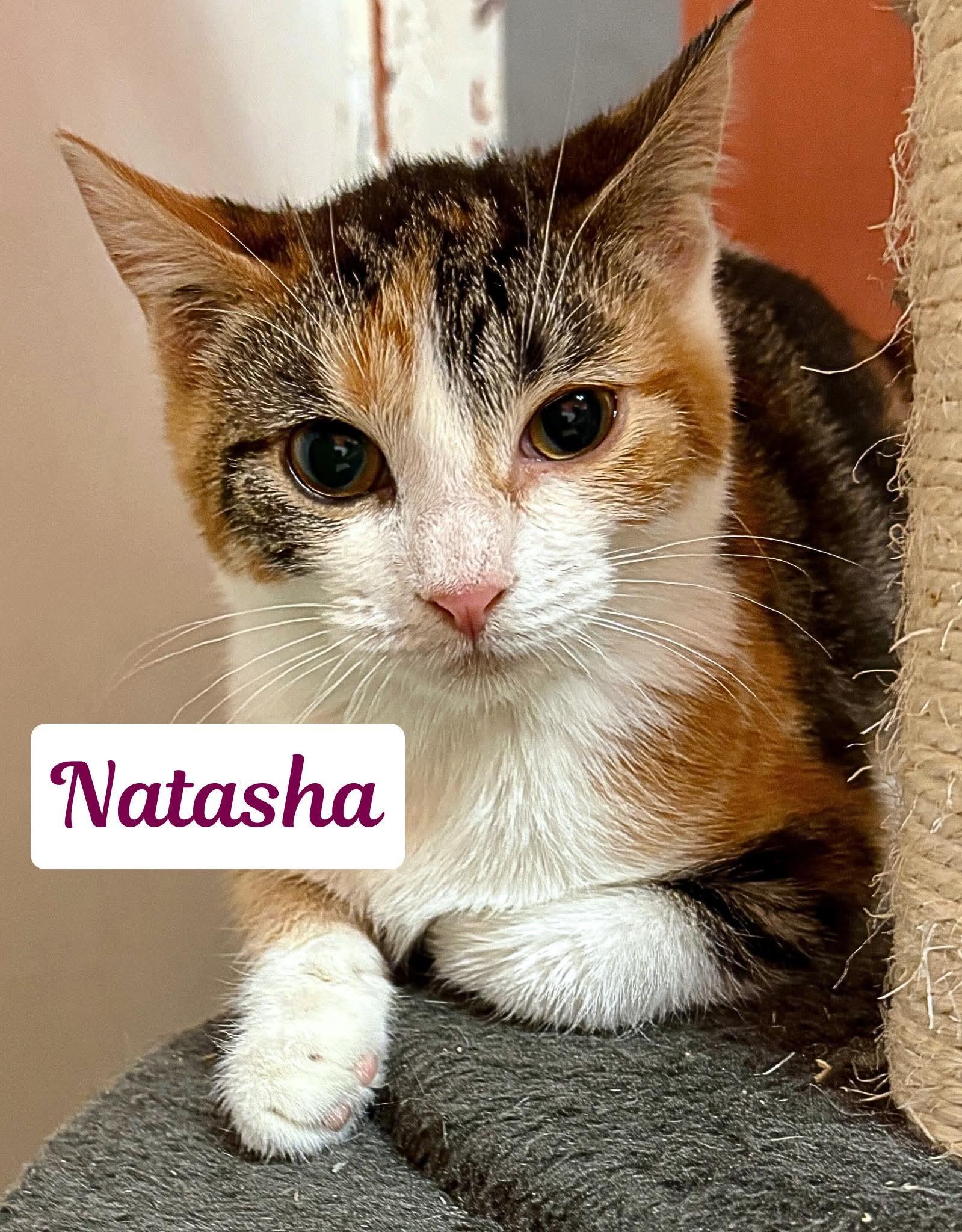 Natasha, ADOPTABLE, Young Female Calico.