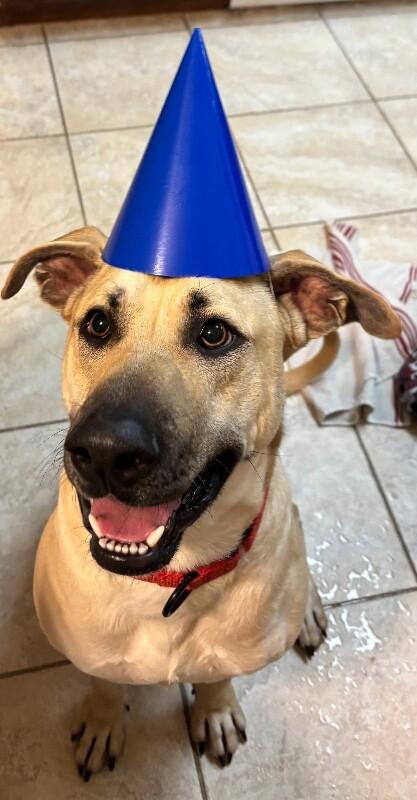 Brownie Butters the Bestest Boy