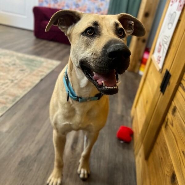 Brownie Butters the Bestest Boy — thumbnail 4