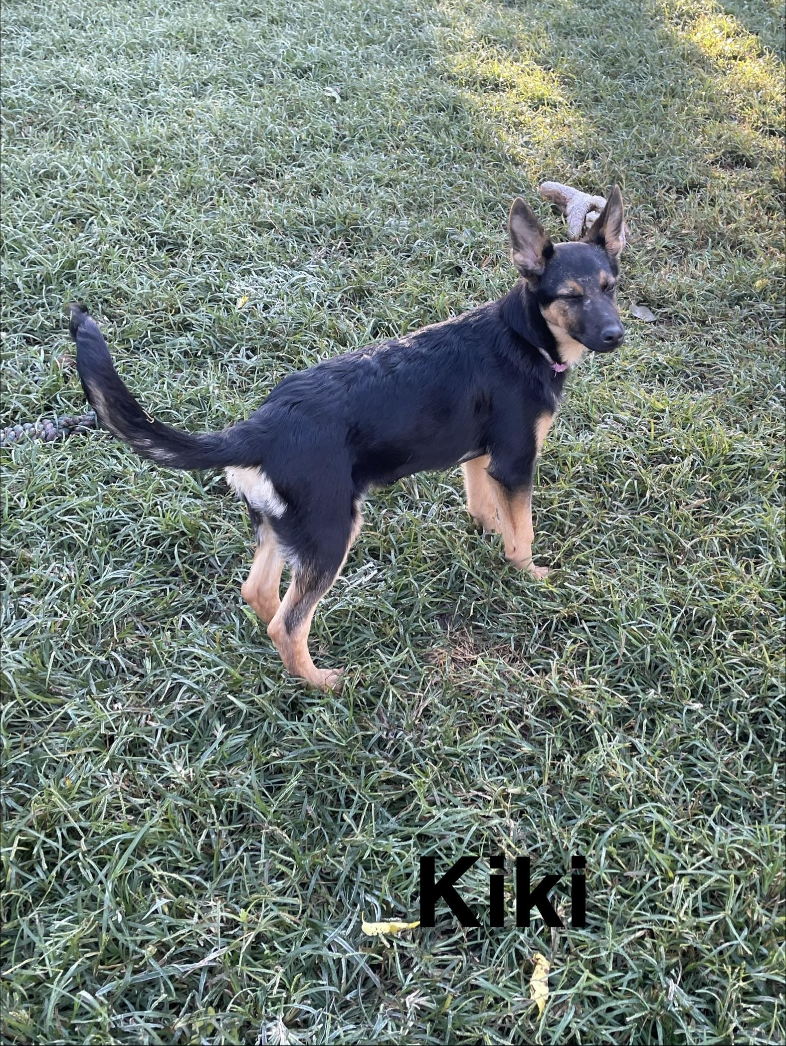 Kiki, Adoptable, Puppy Female German Shepherd Dog.