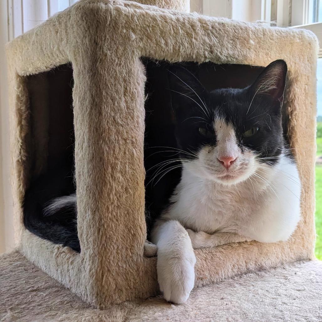 Shirley Temple, Adoptable, Young Female Domestic Short Hair.