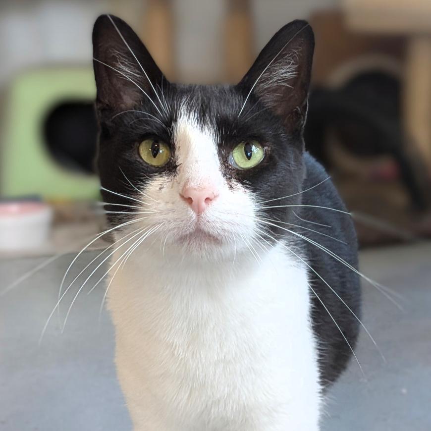 Shirley Temple, a Adoptable Domestic Short Hair in Troy, IL image 2/5