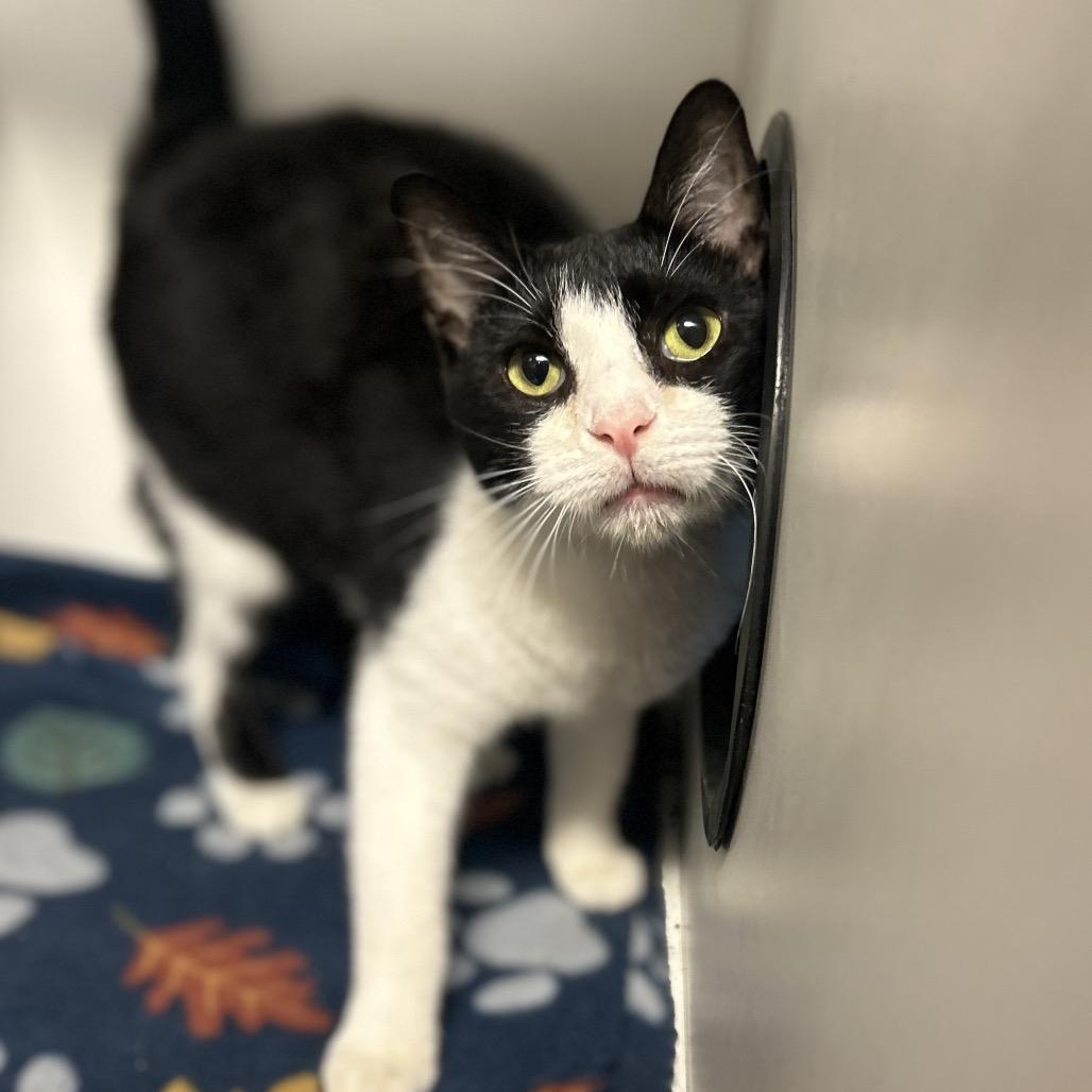 Shirley Temple, Adoptable, Young Female Domestic Short Hair.