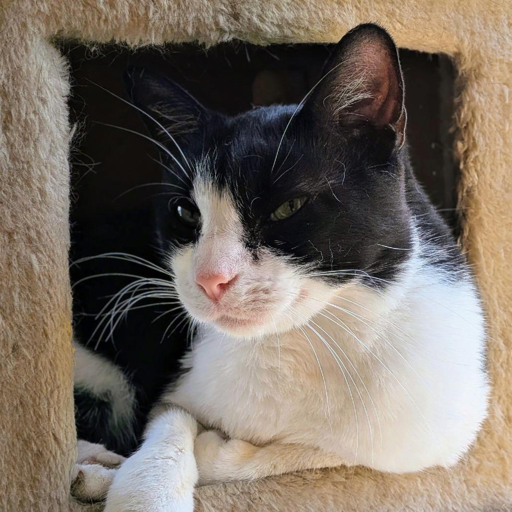 Shirley Temple, a Adoptable Domestic Short Hair in Troy, IL image 4/5