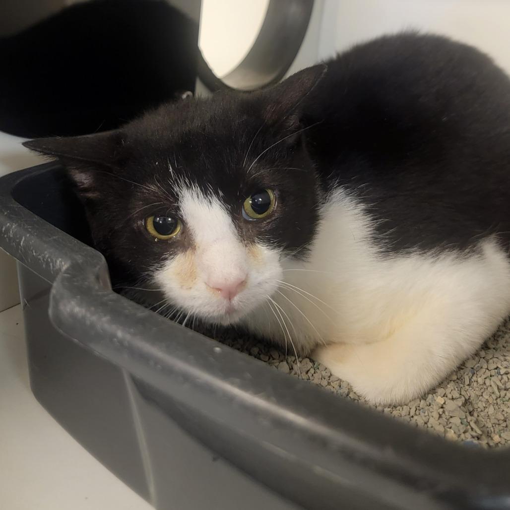 Shirley Temple, a Adoptable Domestic Short Hair in Troy, IL image 2/2