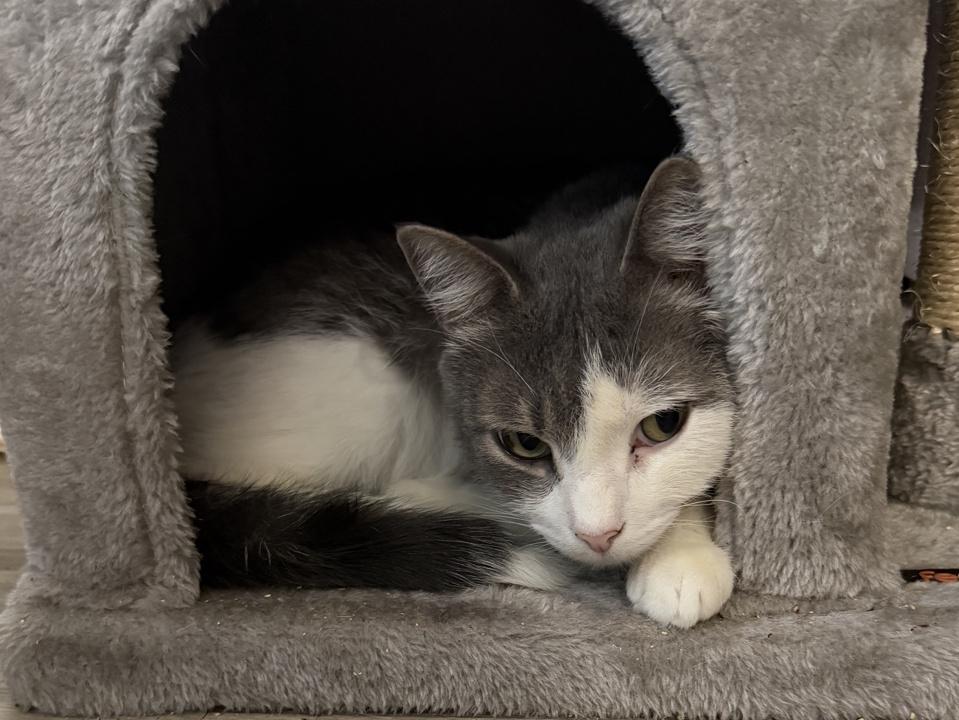 Enlarge Quincy '23, a Adoptable Domestic Medium Hair in Virginia Beach, VA image 1/6