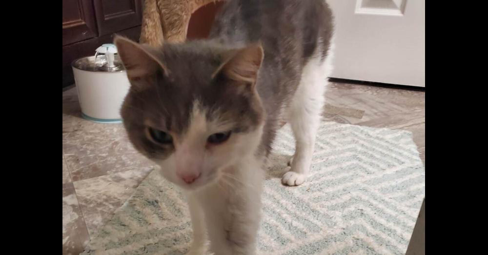 Enlarge Quincy '23, a Adoptable Domestic Medium Hair in Virginia Beach, VA image 3/6