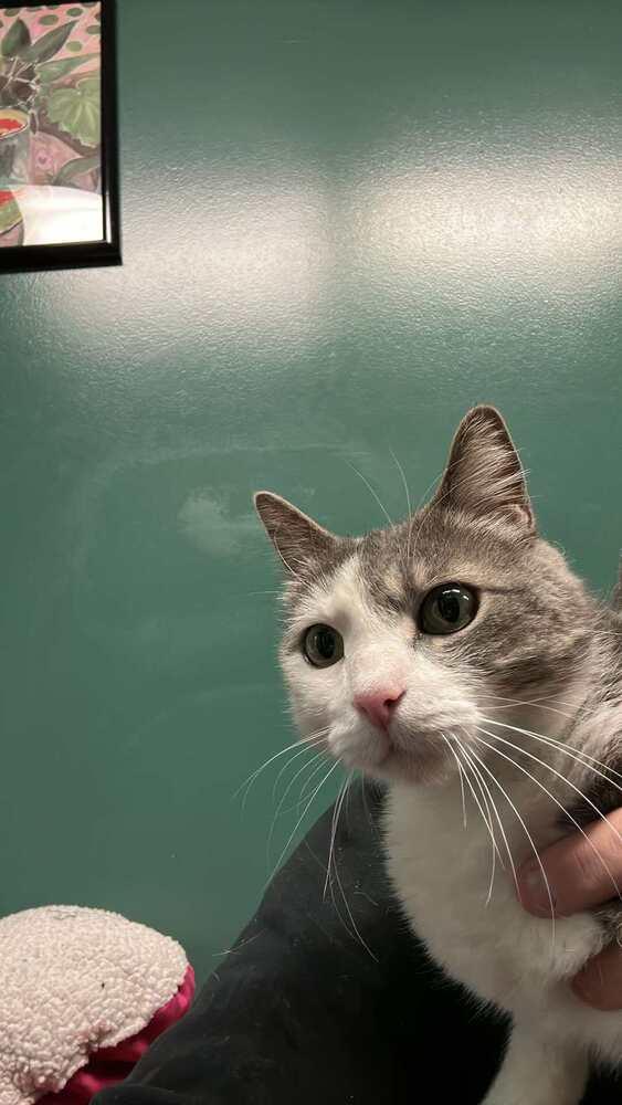 Enlarge Quincy '23, a Adoptable Domestic Medium Hair in Virginia Beach, VA image 5/6