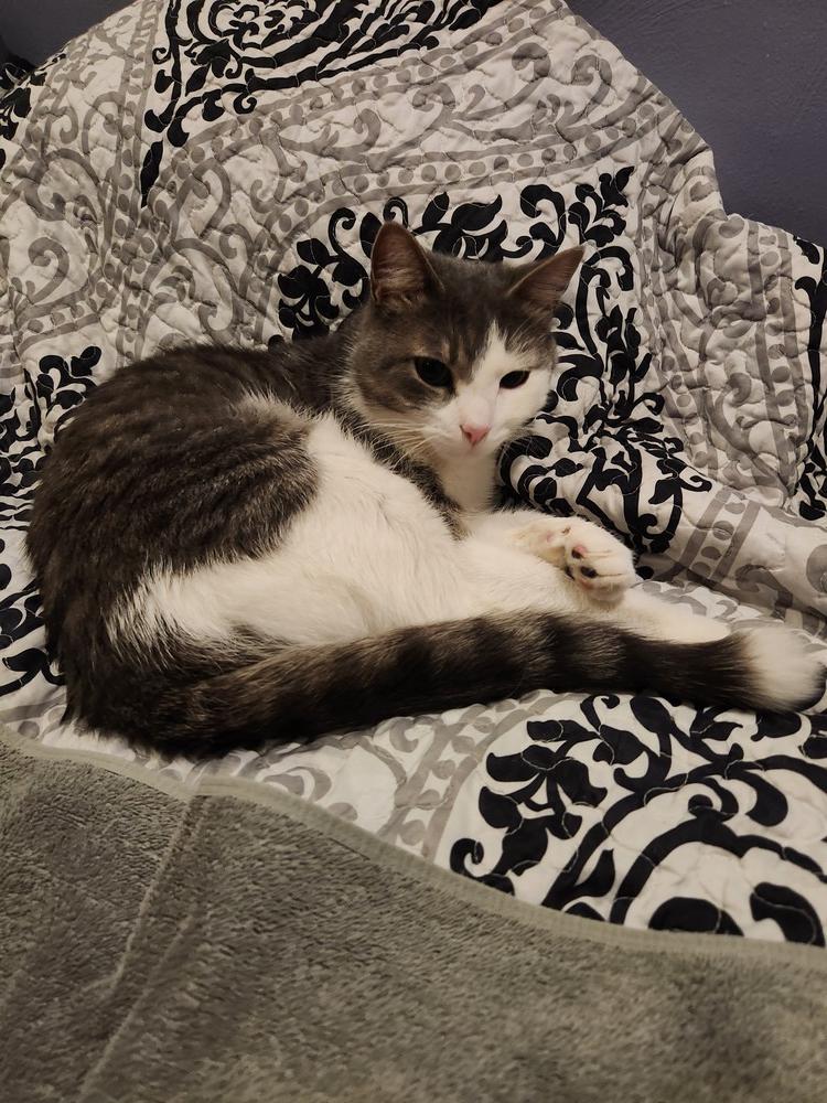 Enlarge Quincy '23, a Adoptable Domestic Medium Hair in Virginia Beach, VA image 6/6