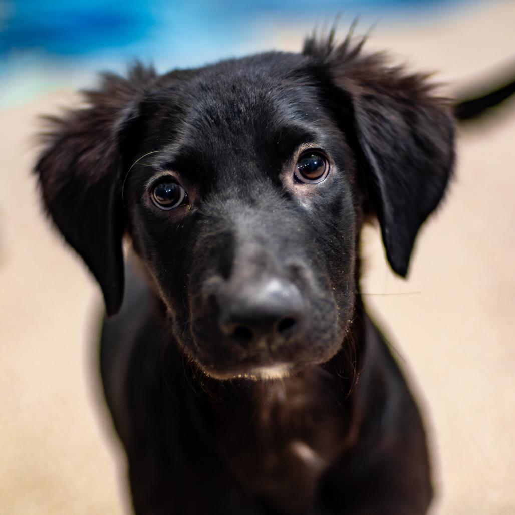 Enlarge Dash, a Adoptable Mixed Breed in Houston, TX image 1/5