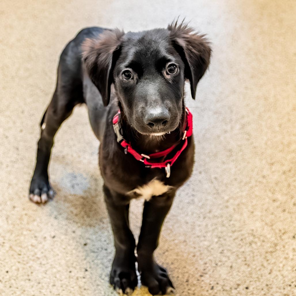 Enlarge Dash, a Adoptable Mixed Breed in Houston, TX image 3/5