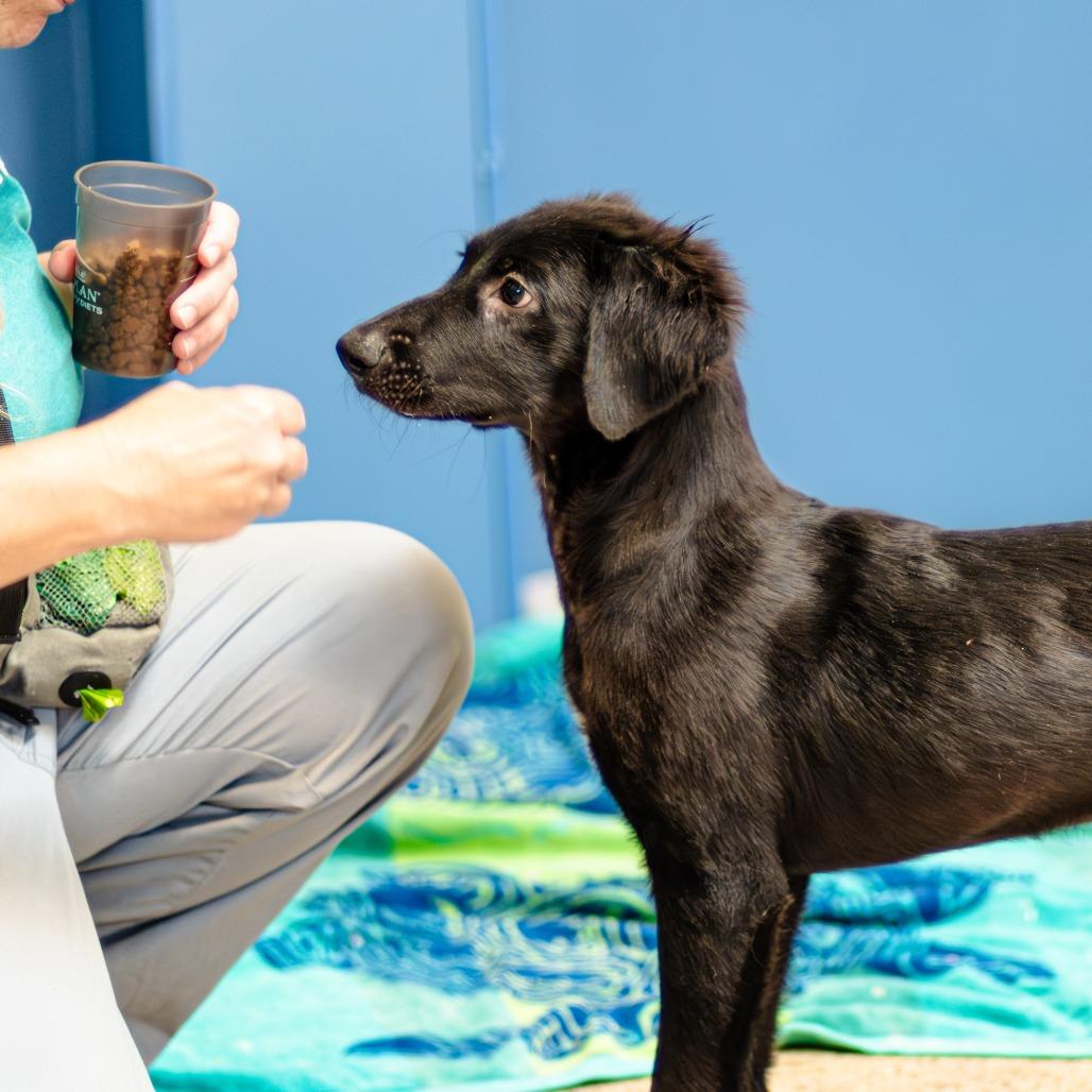 Enlarge Dash, a Adoptable Mixed Breed in Houston, TX image 4/5