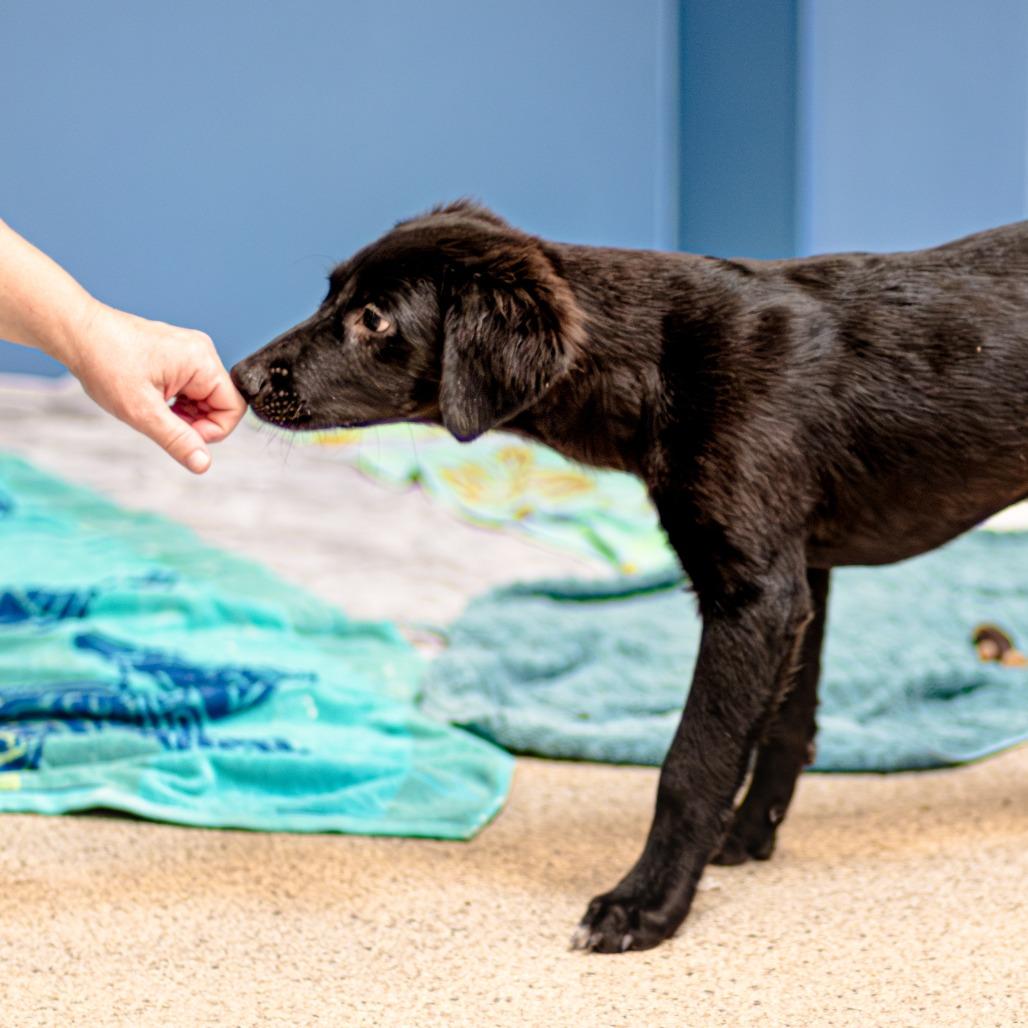 Enlarge Dash, a Adoptable Mixed Breed in Houston, TX image 5/5