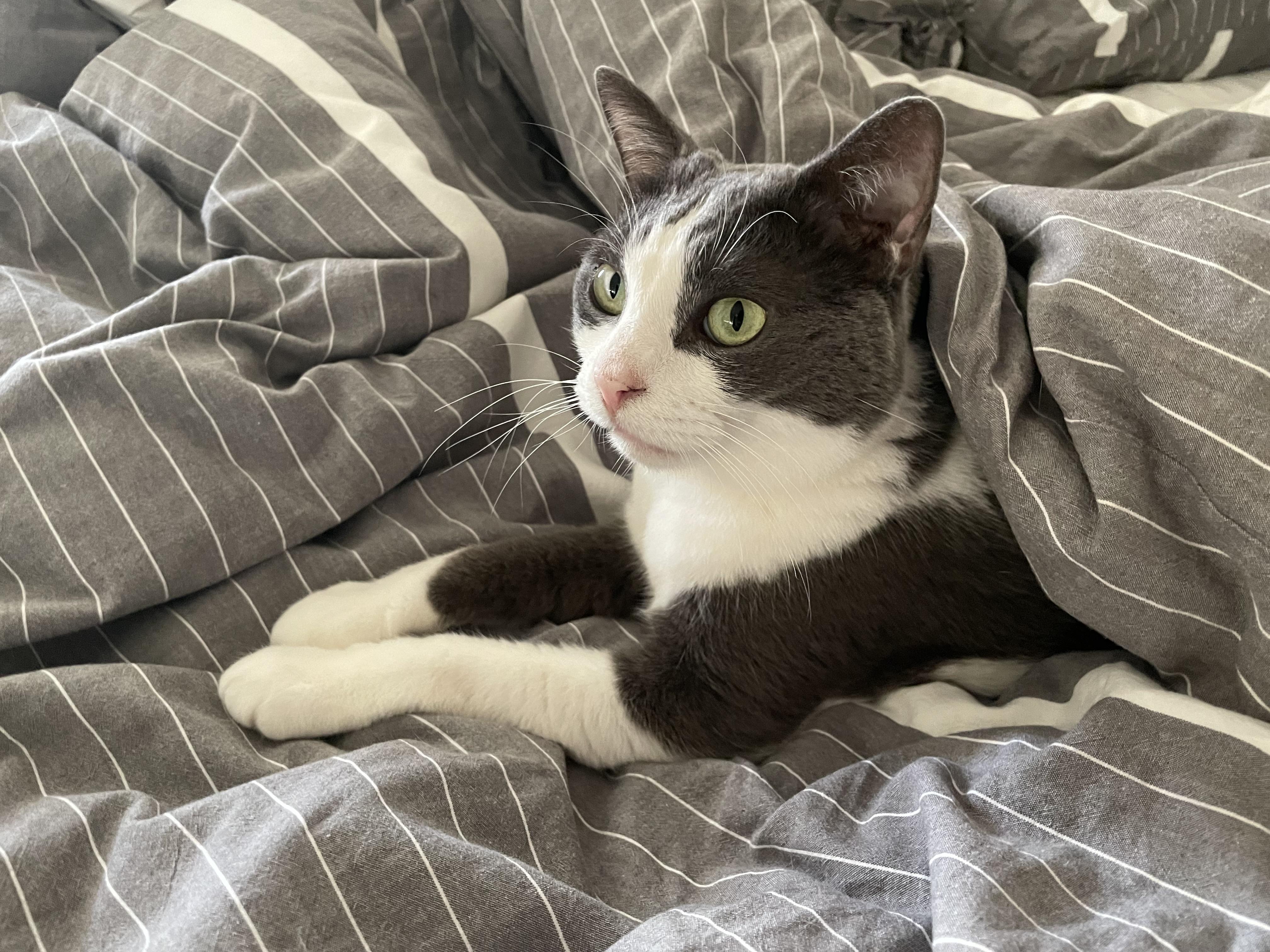 Enlarge Mickey, an adopted Domestic Short Hair in Oakland, CA image 2/5