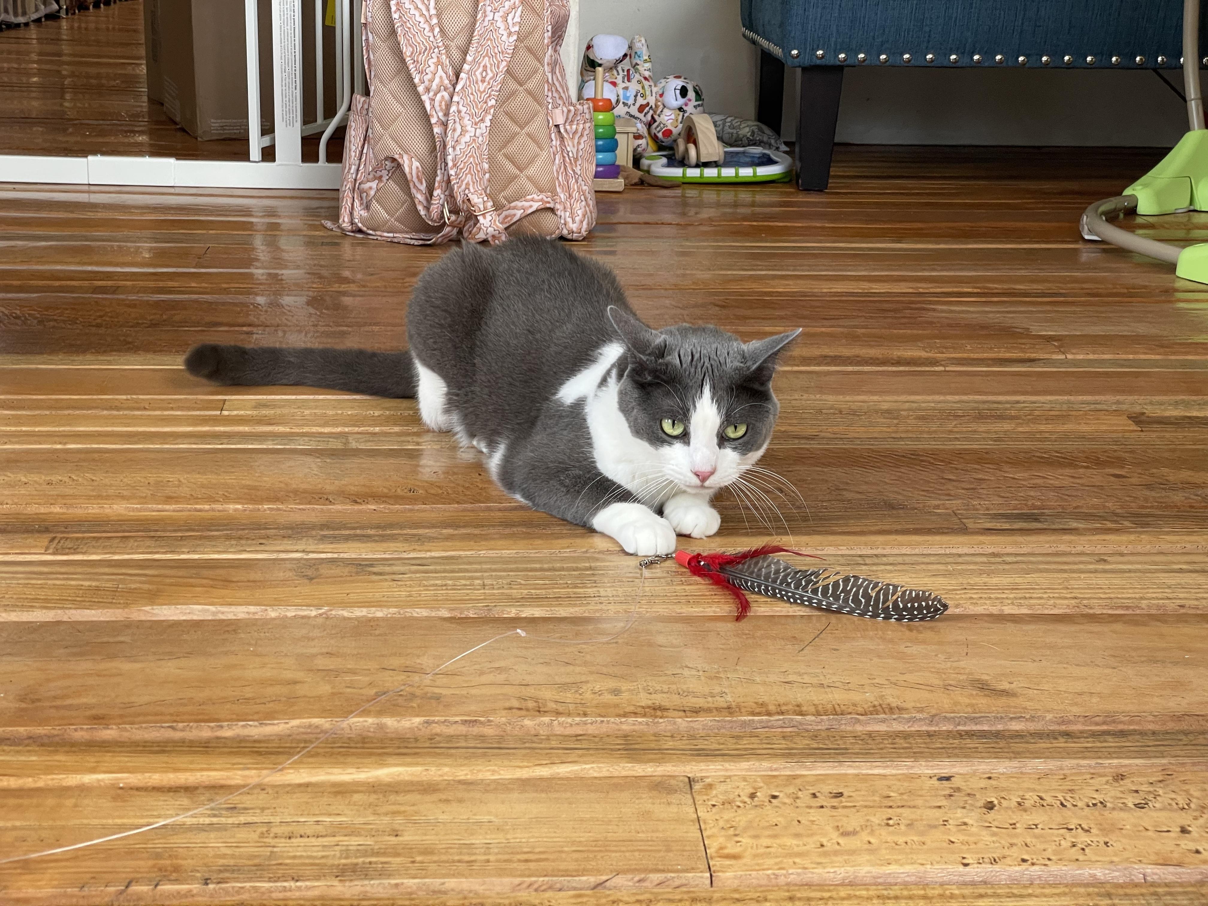 Enlarge Mickey, an adopted Domestic Short Hair in Oakland, CA image 3/5