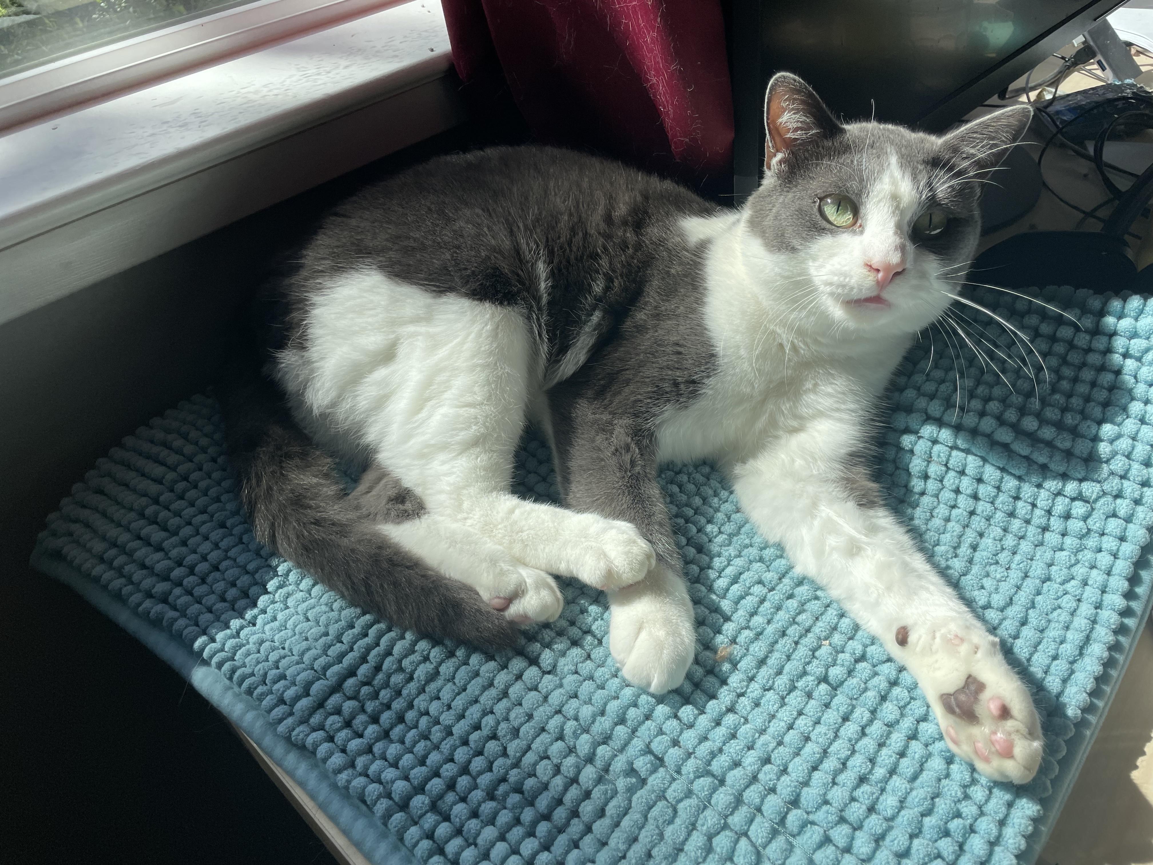 Enlarge Mickey, an adopted Domestic Short Hair in Oakland, CA image 4/5