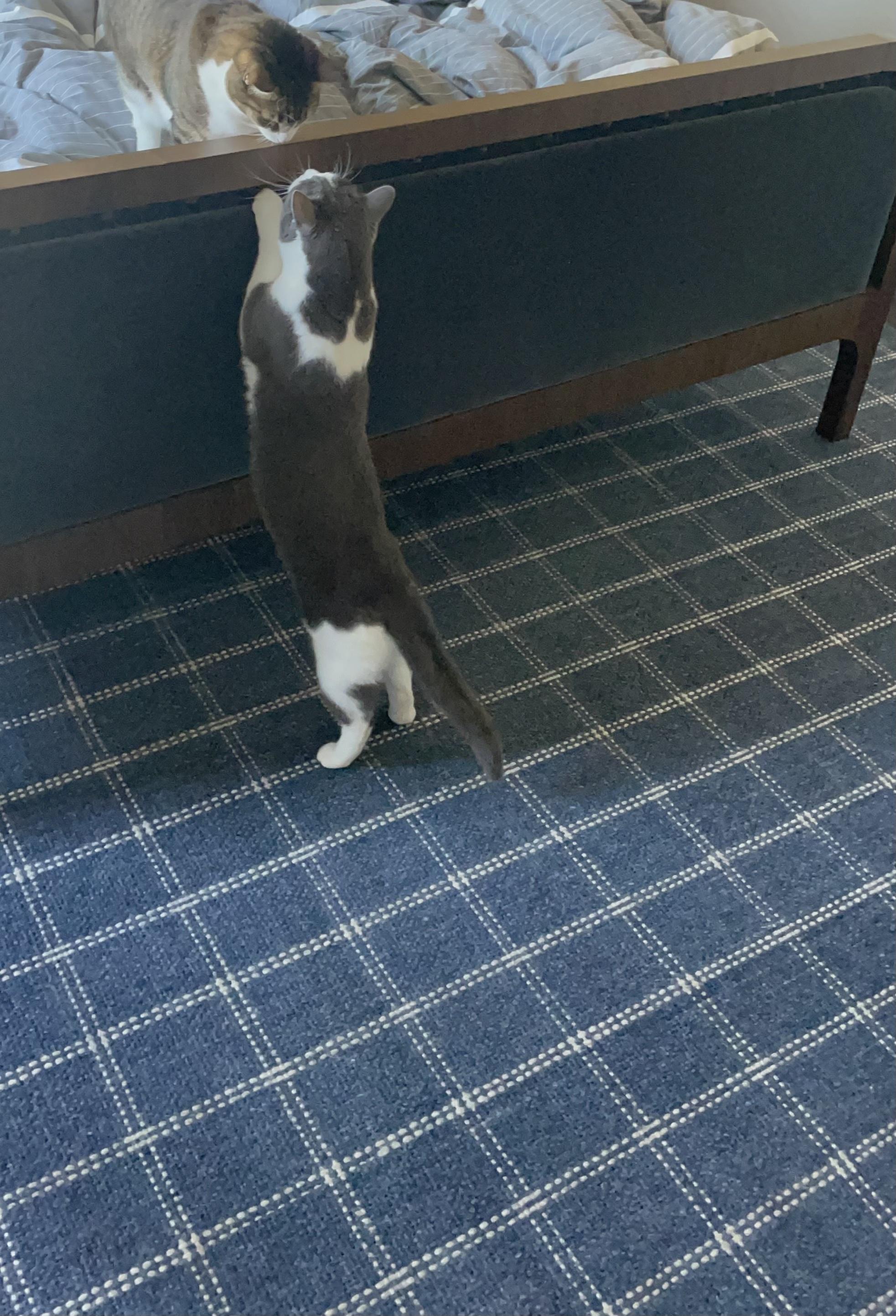 Enlarge Mickey, an adopted Domestic Short Hair in Oakland, CA image 5/5