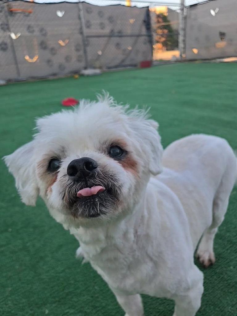 Jace, Adoptable, Senior Male Shih Tzu.