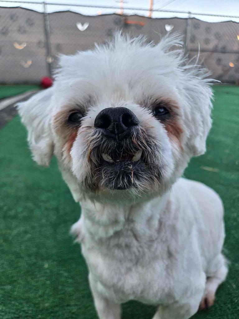 Enlarge Jace, a Adoptable Shih Tzu in Warren, MI image 2/3