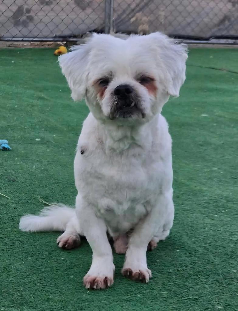 Enlarge Jace, a Adoptable Shih Tzu in Warren, MI image 3/3
