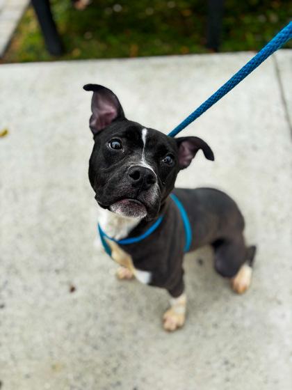 Twila, Adoptable, Adult Female Mixed Breed & Mixed Breed.