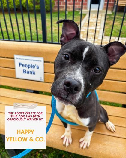 Twila, a Adoptable Mixed Breed in Fallston, MD image 2/3