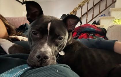 Enlarge Twila, a Adoptable Mixed Breed in Fallston, MD image 3/4