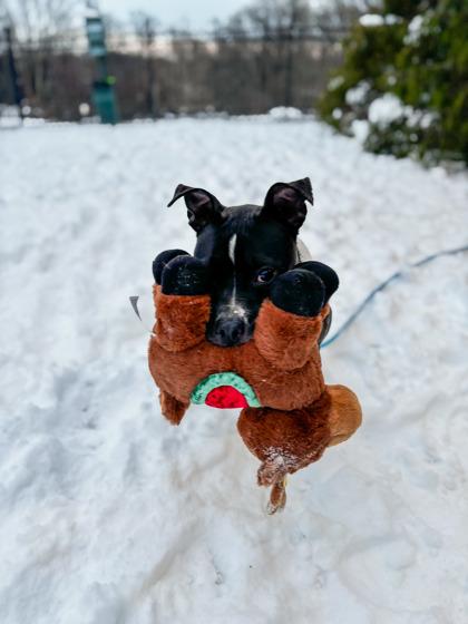 Enlarge Twila, a Adoptable Mixed Breed in Fallston, MD image 4/4